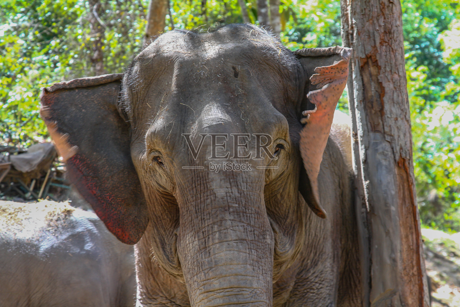 泰国一只老象的肖像照片摄影图片