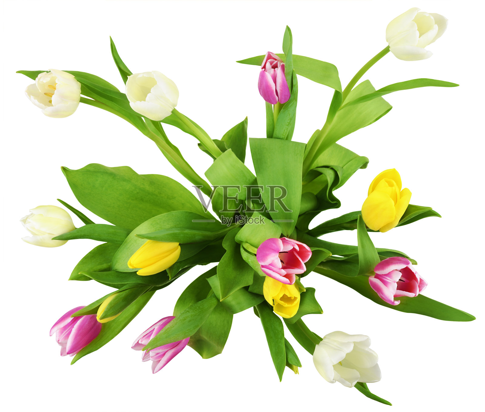 粉红色，黄色和白色的郁金香花在白色的背景孤立成一束照片摄影图片