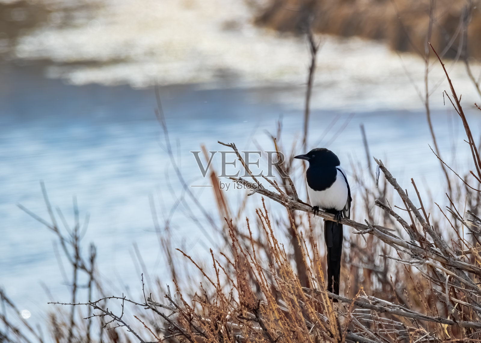 黑色宣传喜鹊照片摄影图片