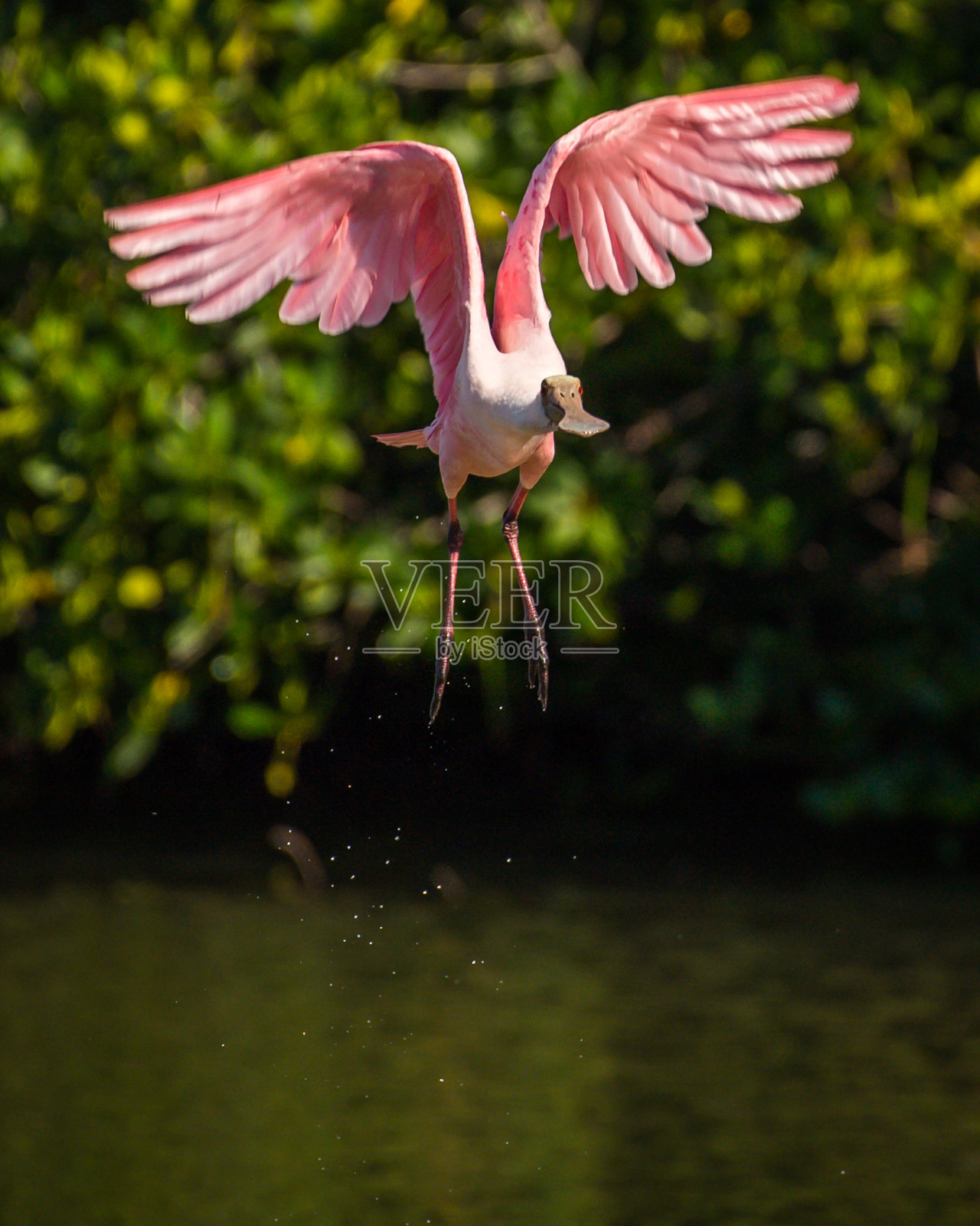 丁达林野生动物保护区的琵鹭涉水鸟照片摄影图片