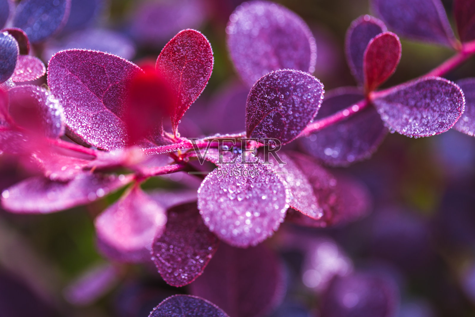 美丽的小檗与紫色的叶子在露珠或雨点照片摄影图片
