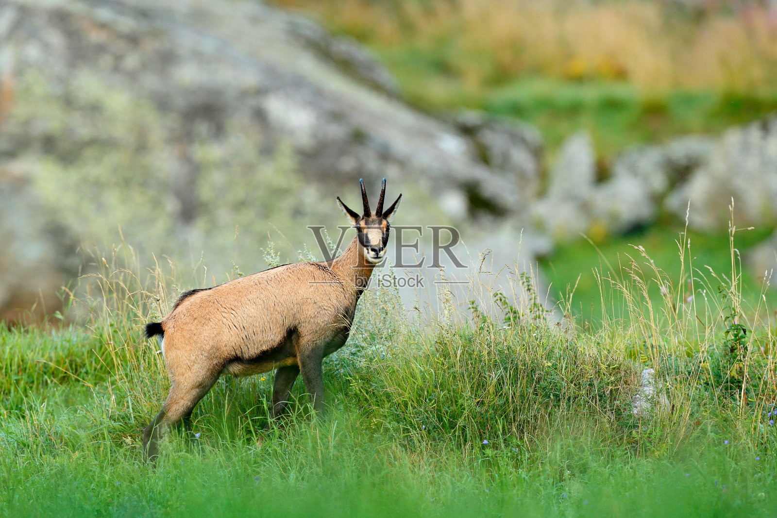 意大利格兰帕拉迪索，绿草中，灰色的岩石为背景。阿尔卑斯山上长角的动物。大自然的野生动物景象。照片摄影图片