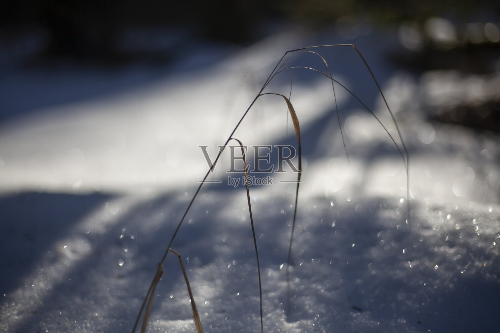 自然界中干燥的植物。照片摄影图片