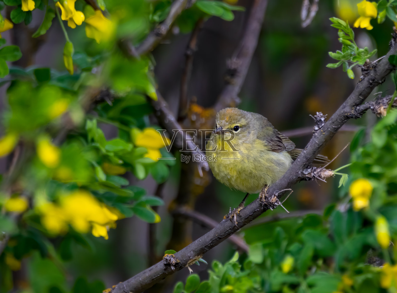 橙色加冕莺照片摄影图片