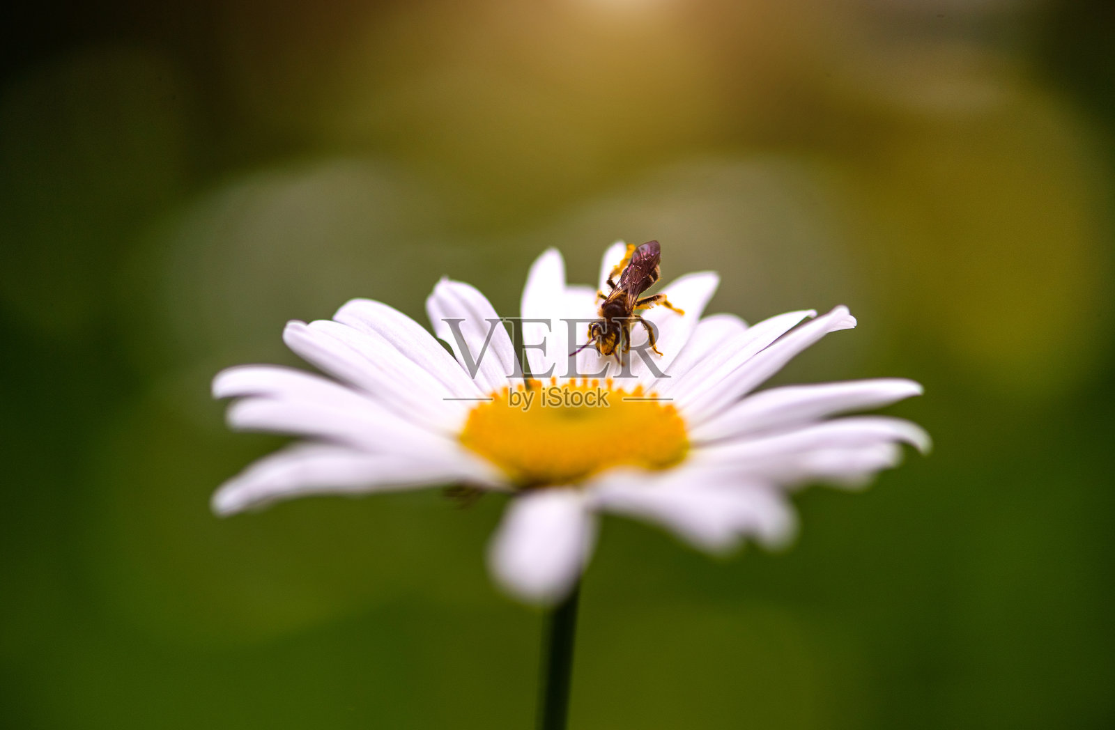 甘菊上的蜜蜂。夏天的一天。照片摄影图片