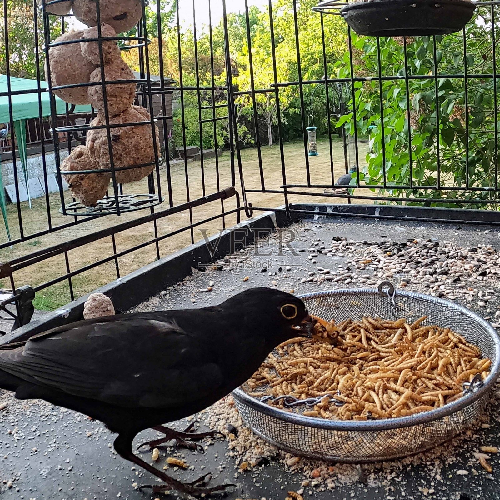 我的花园里有一只黑鹂照片摄影图片