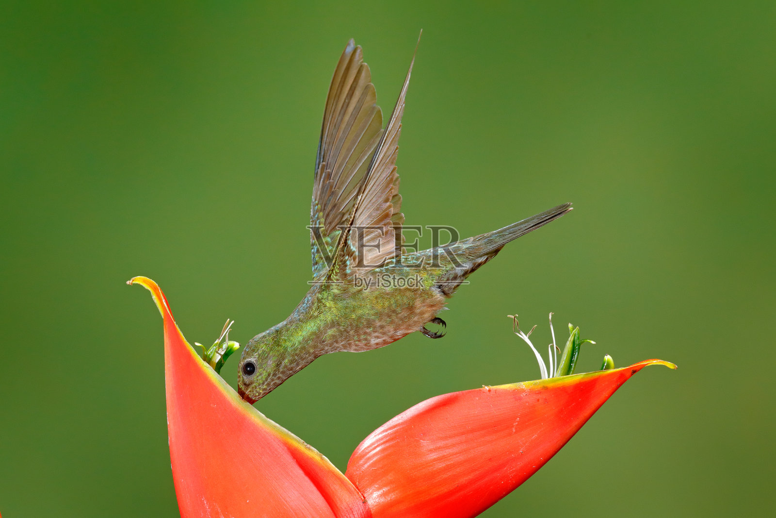 开红花的蜂鸟。鸟儿在美丽的花丛旁飞翔，哥斯达黎加。行动野生动物场景从自然。绿冠亮蜂鸟，天竺葵，在绿色森林栖息地。照片摄影图片