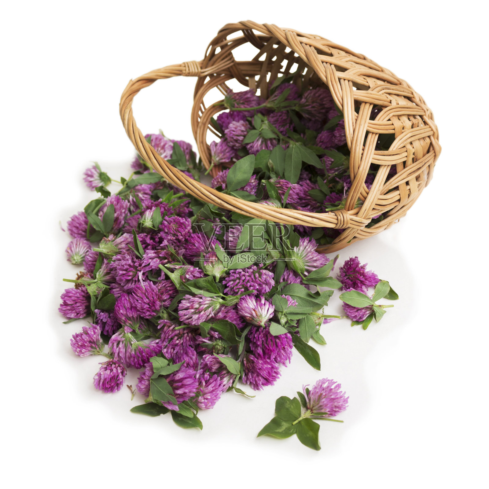 柳条篮子与三叶草花孤立在白色。草药照片摄影图片