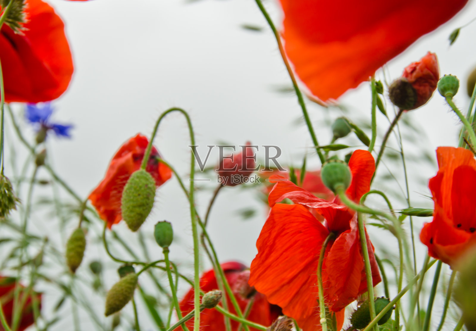 在德国的夏天，蚯蚓眼中的美丽和多彩的野花草地照片摄影图片