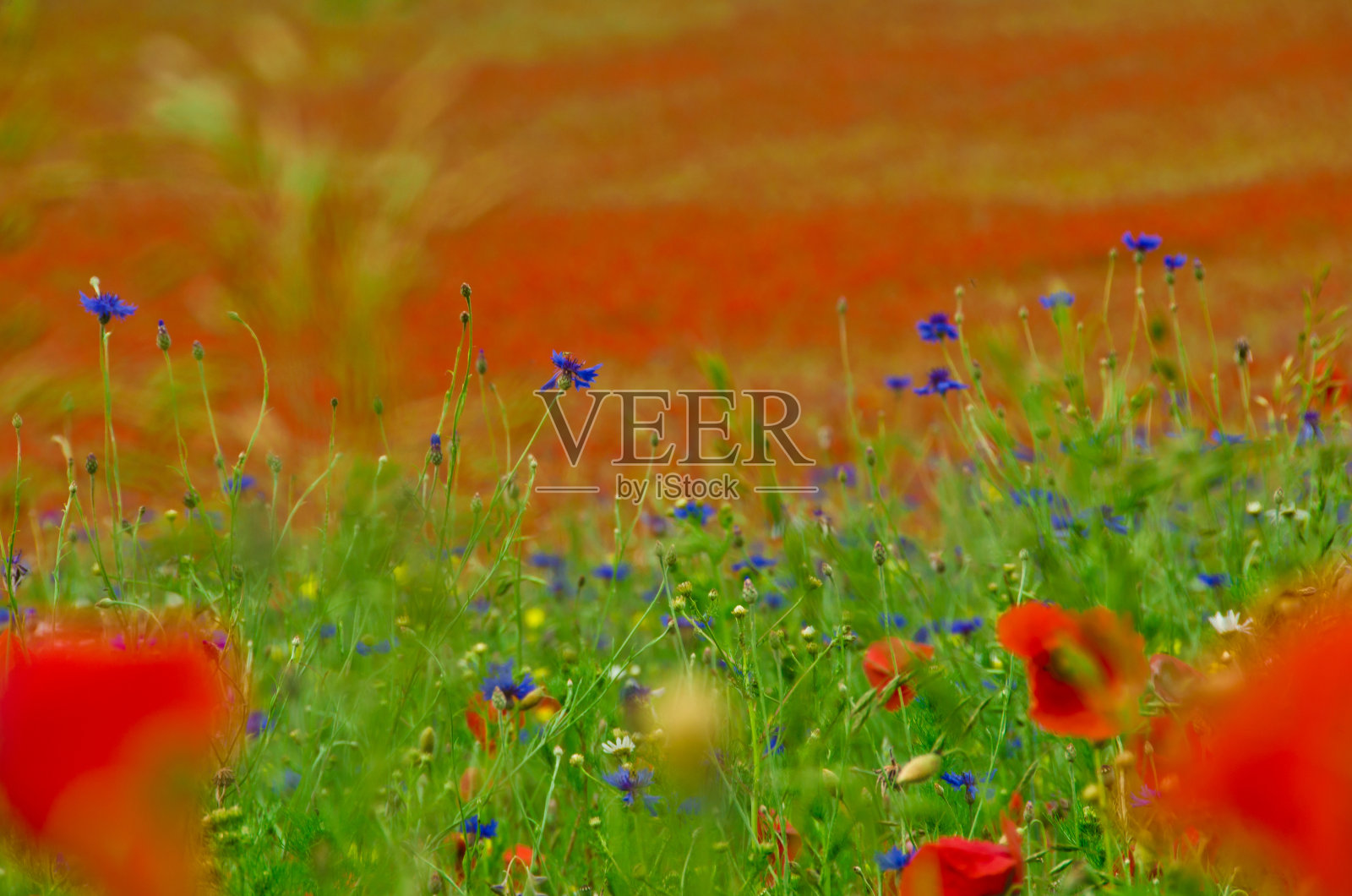 在德国的一大片野花盛开的夏天，红色鲜艳的普通罂粟在前景中照片摄影图片