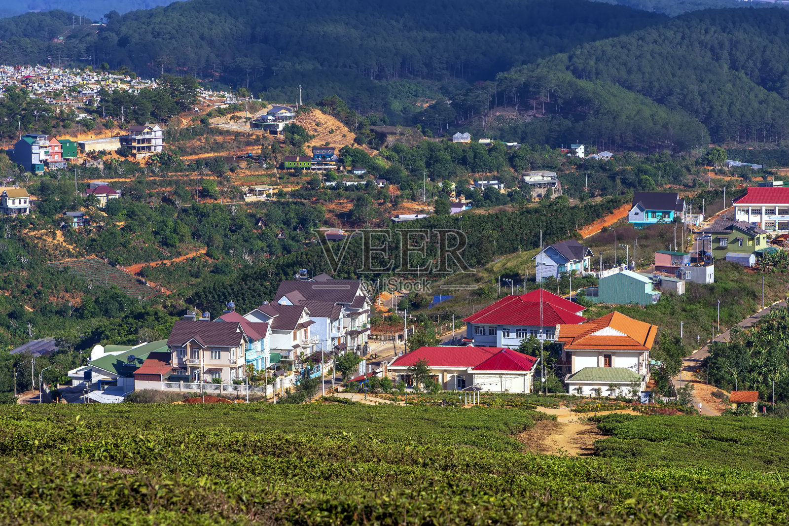 清晨，一个小镇下的茶山山谷照片摄影图片