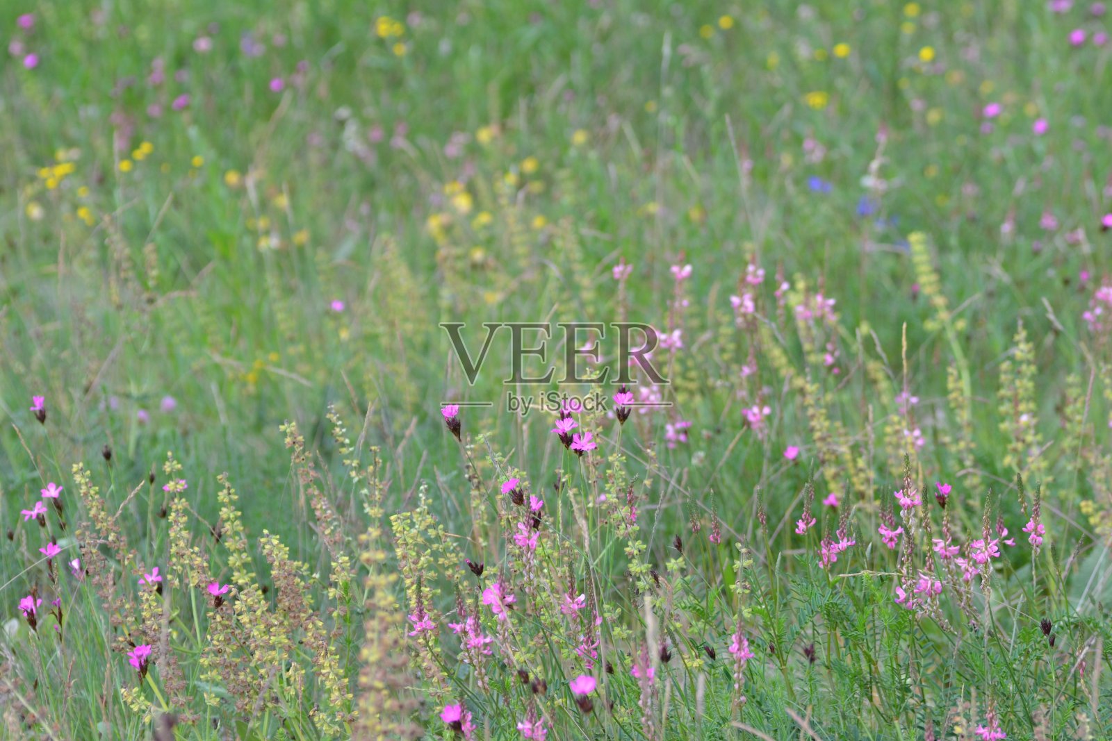 鲜花草甸照片摄影图片