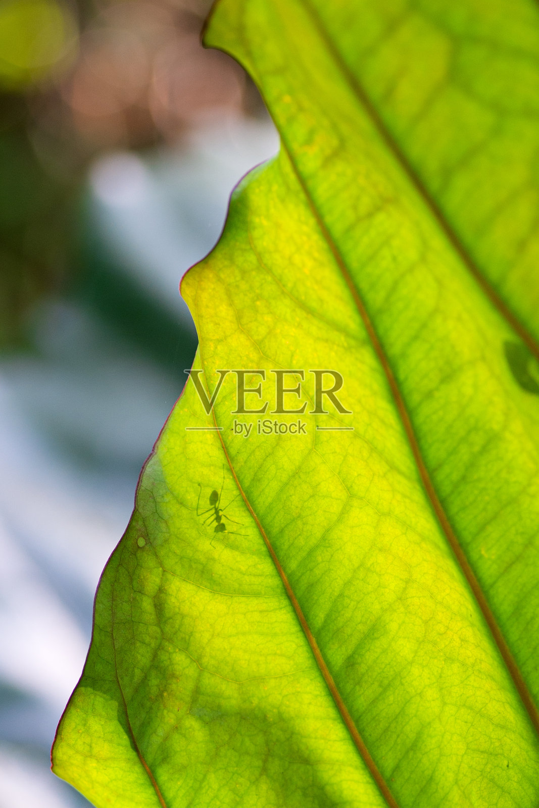 绿蕨叶枝照片摄影图片