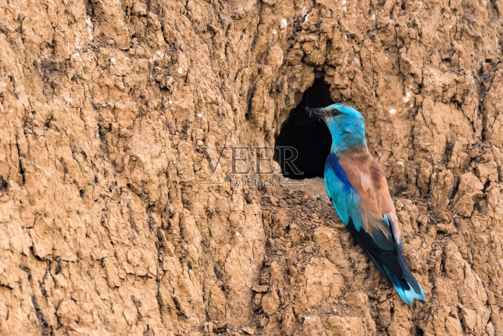 野生成年欧洲卷毛辊或科拉西亚照片摄影图片