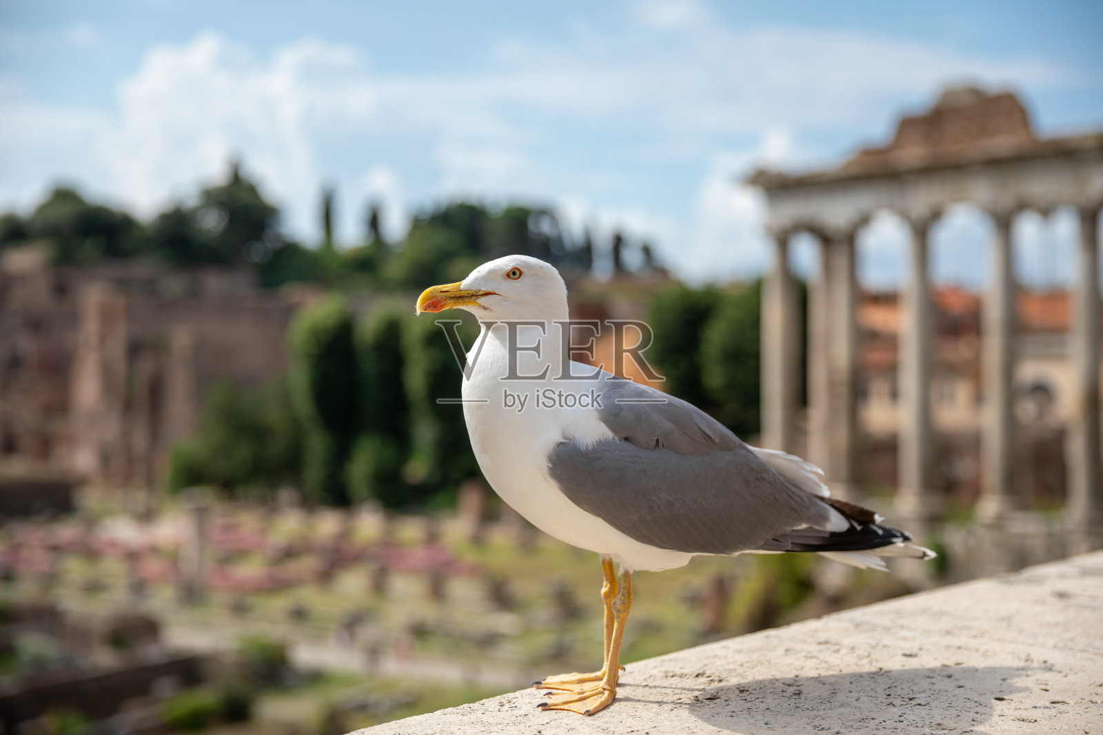 意大利罗马，坐在罗马广场石头上的地中海海鸥照片摄影图片