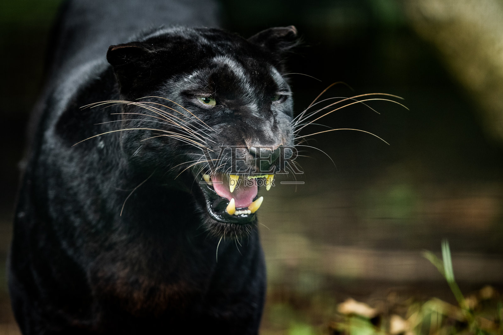 丛林中的黑豹照片摄影图片