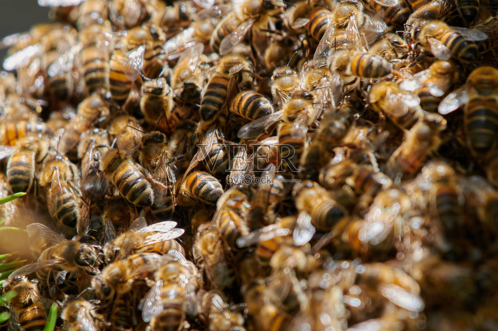 蜜蜂走错了路照片摄影图片