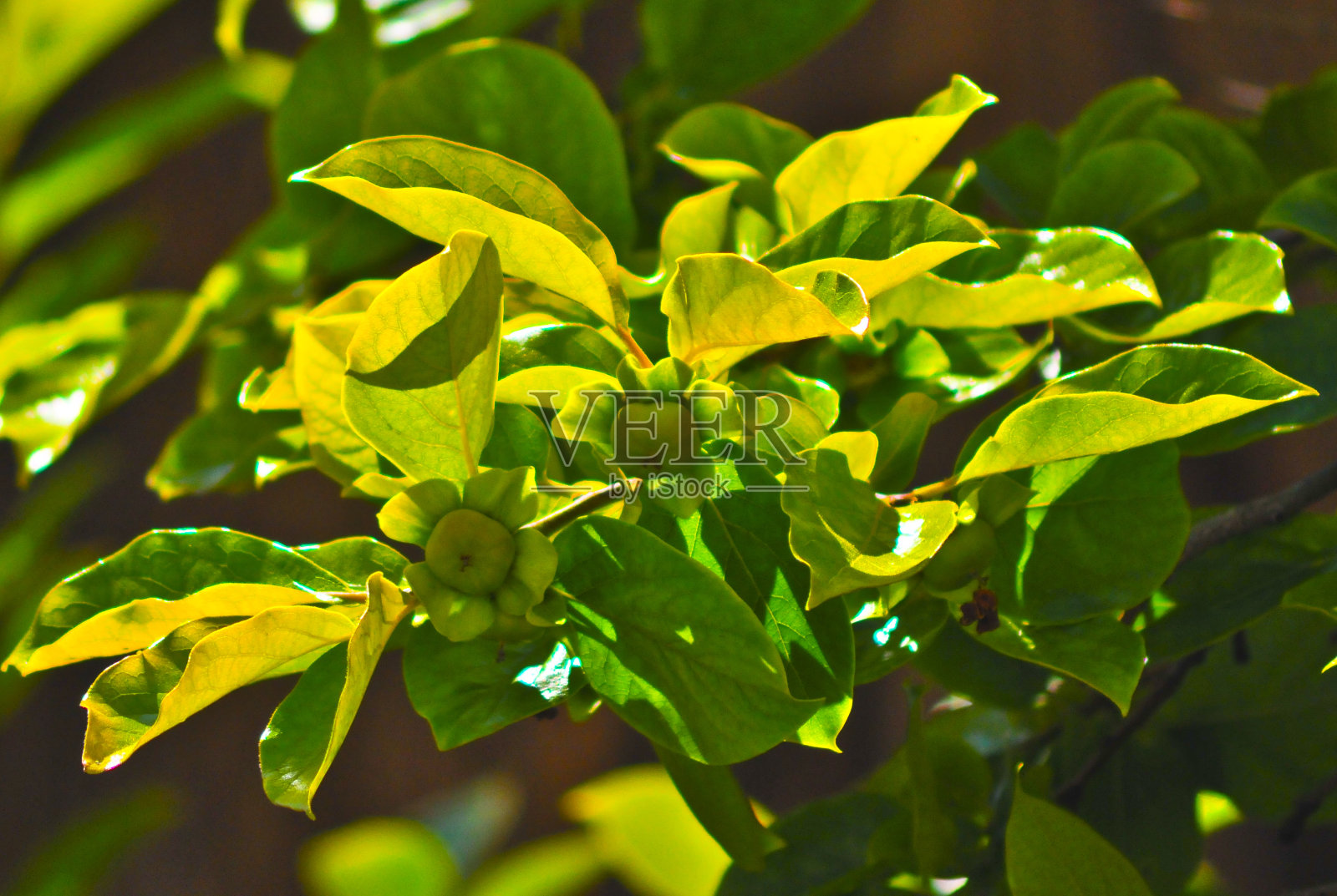 加州风光照片摄影图片