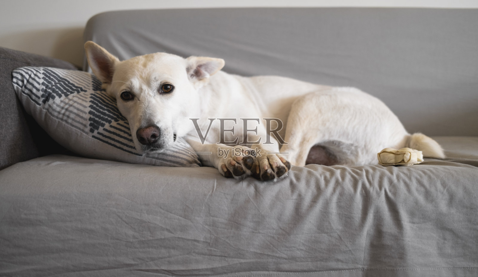 狗在沙发上休息照片摄影图片