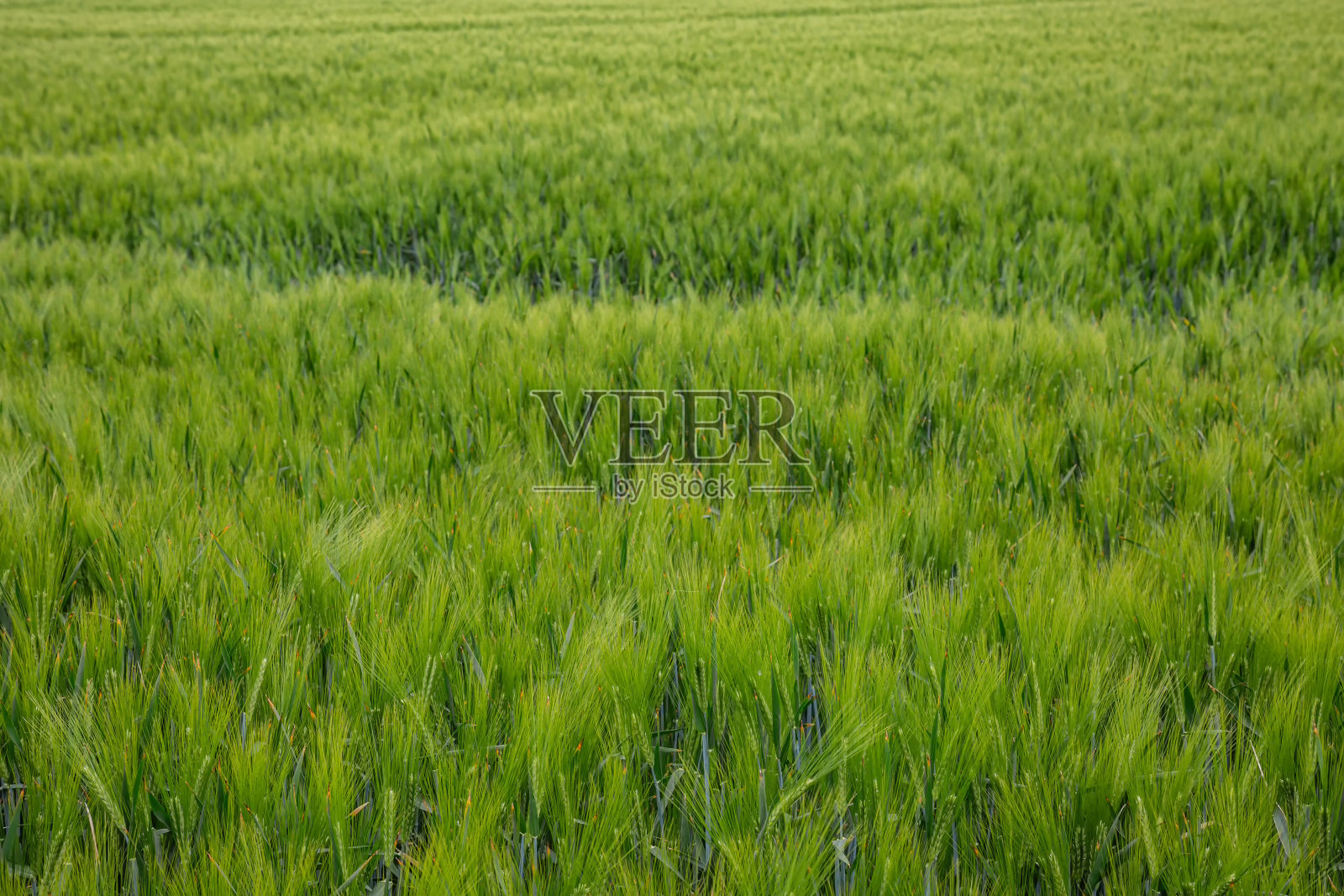 场与大麦照片摄影图片