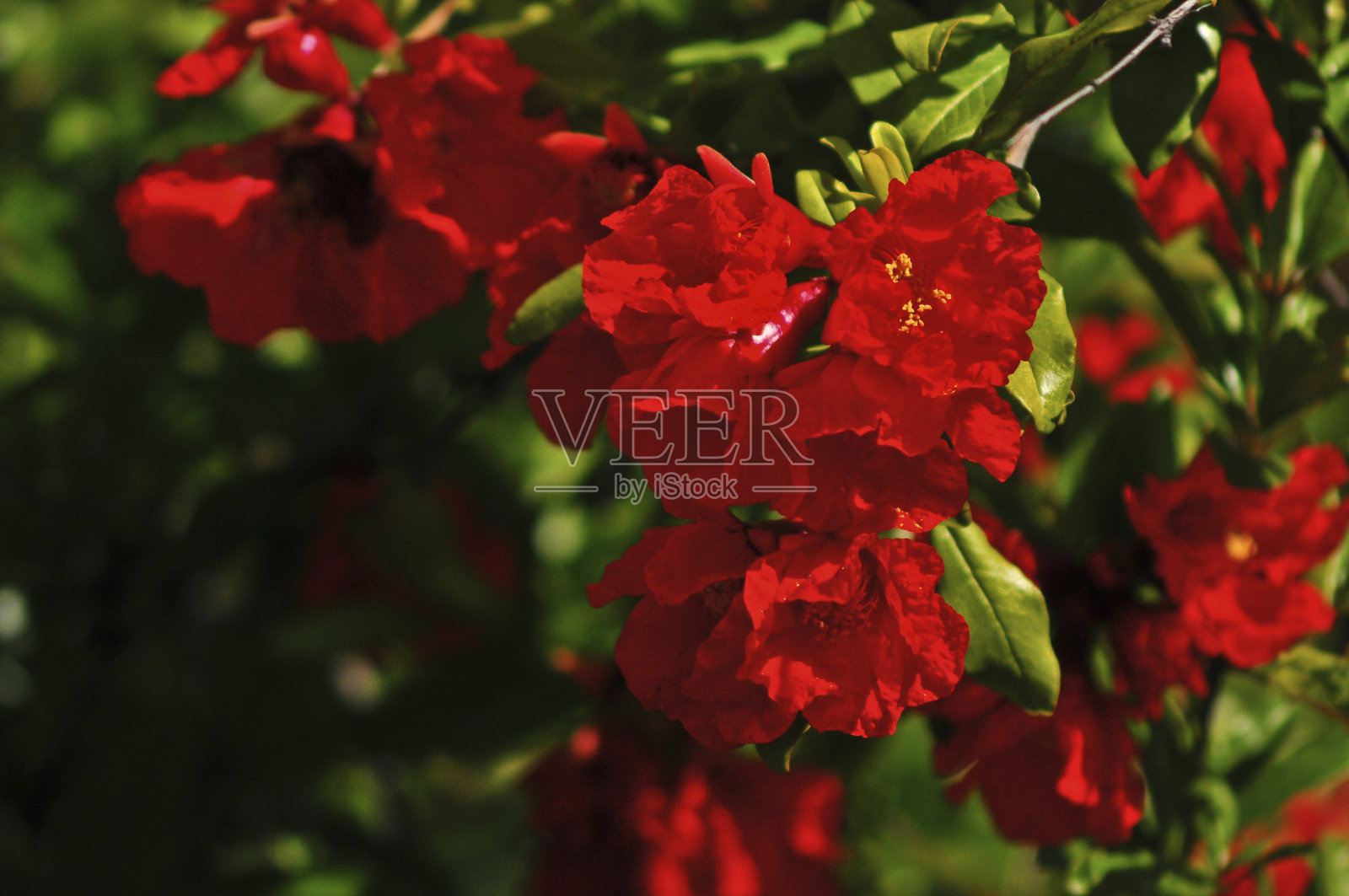 加州风光照片摄影图片