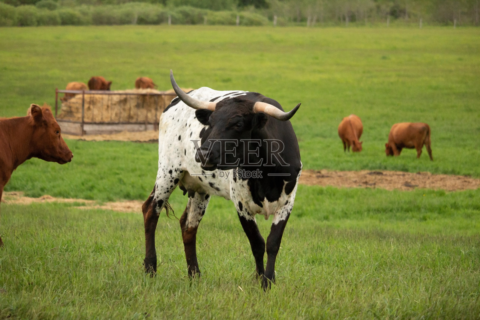 一头黑白相间的长角牛站在一片郁郁葱葱的草地上照片摄影图片