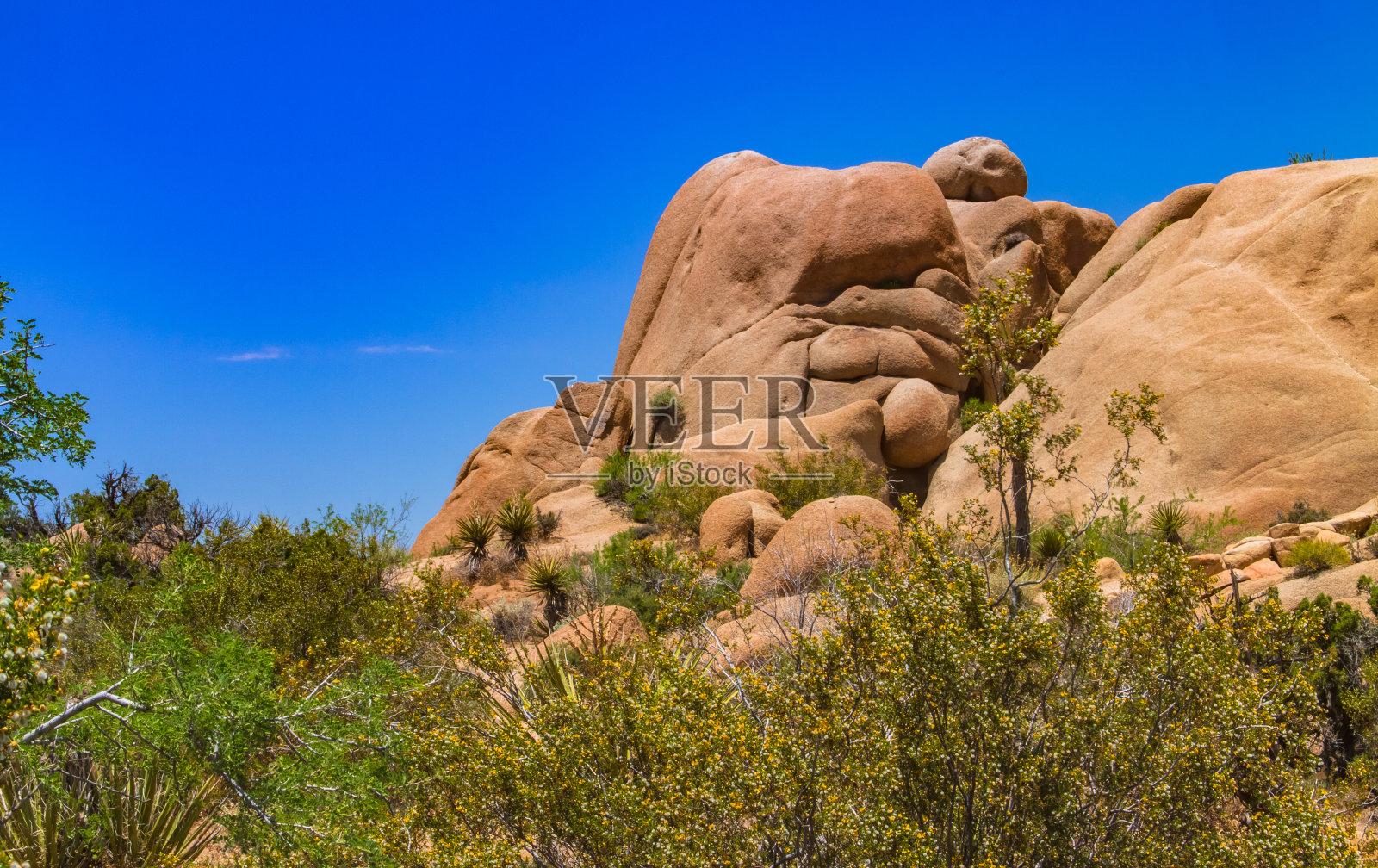 野生的版本。照片摄影图片
