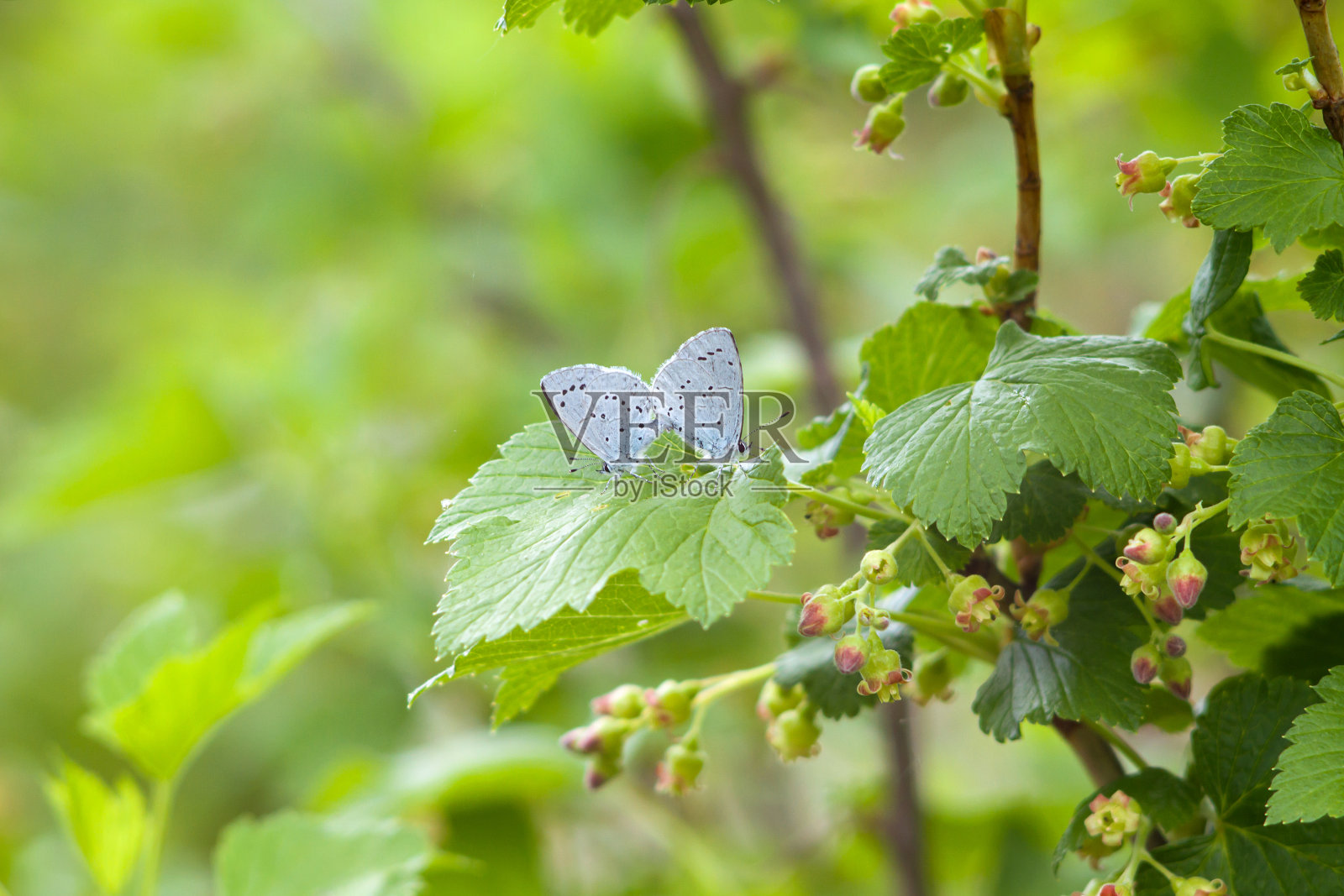 叶子上的冬青蓝色蝴蝶照片摄影图片