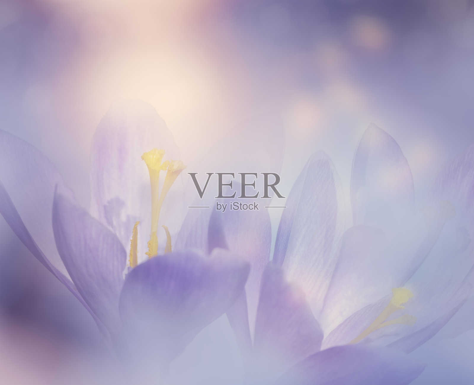 番红花春花为背景，柔和的焦点照片摄影图片