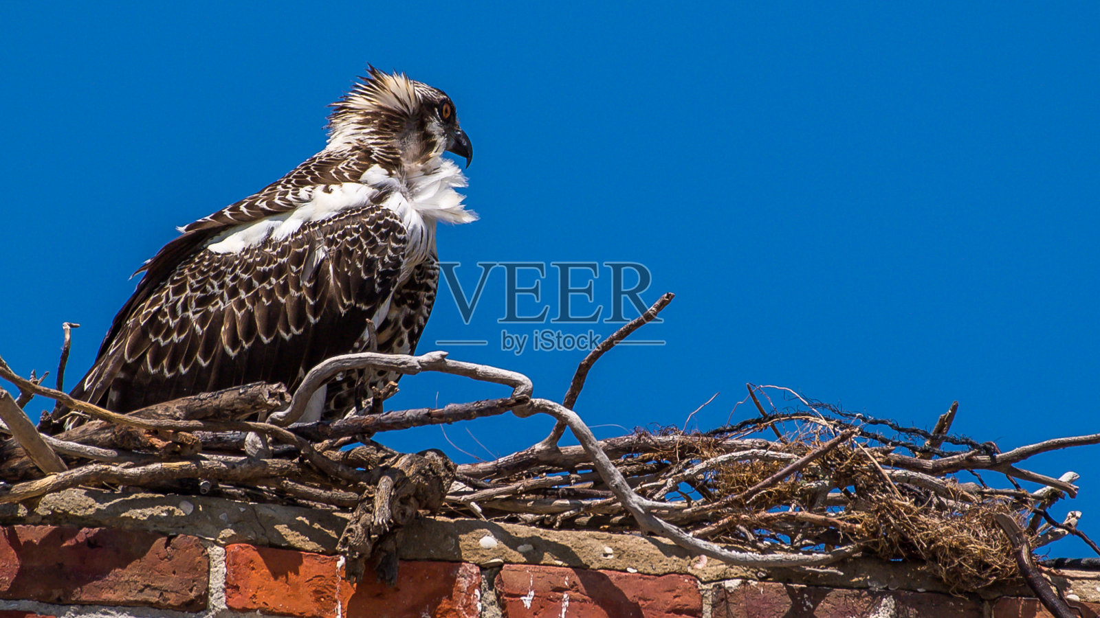 鱼鹰正在筑巢照片摄影图片
