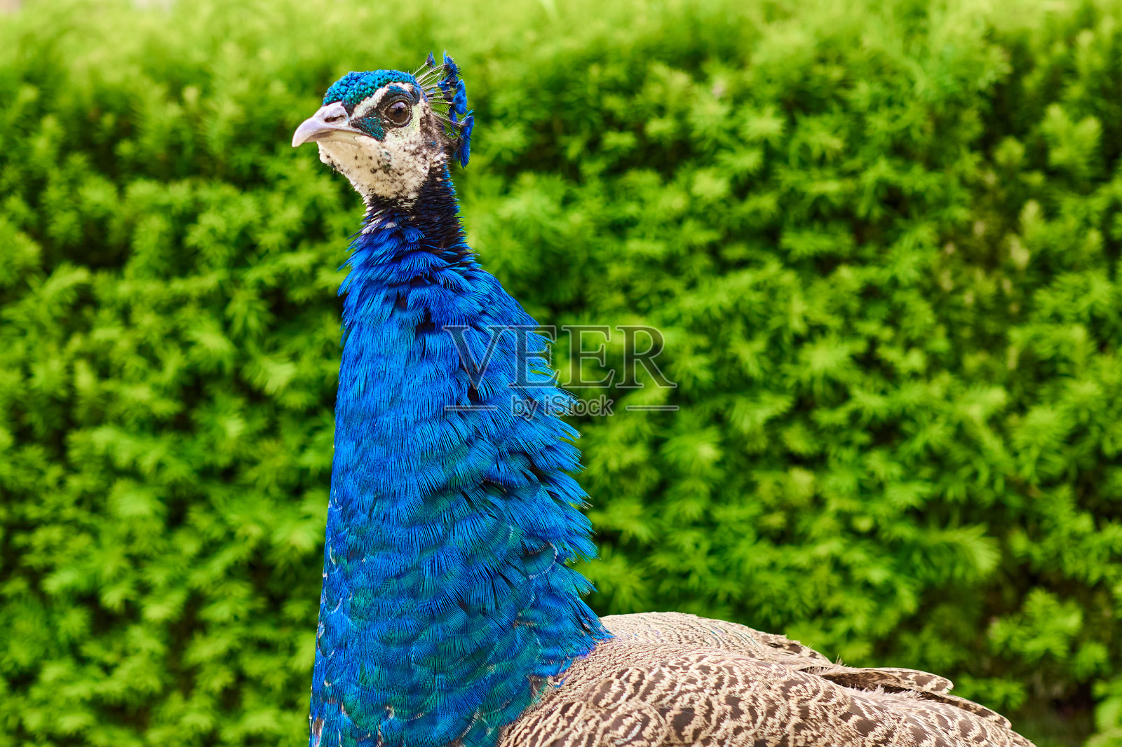 亮蓝色的孔雀的头和脖子，羽毛在绿色的灌木背景上作为一个羽冠照片摄影图片