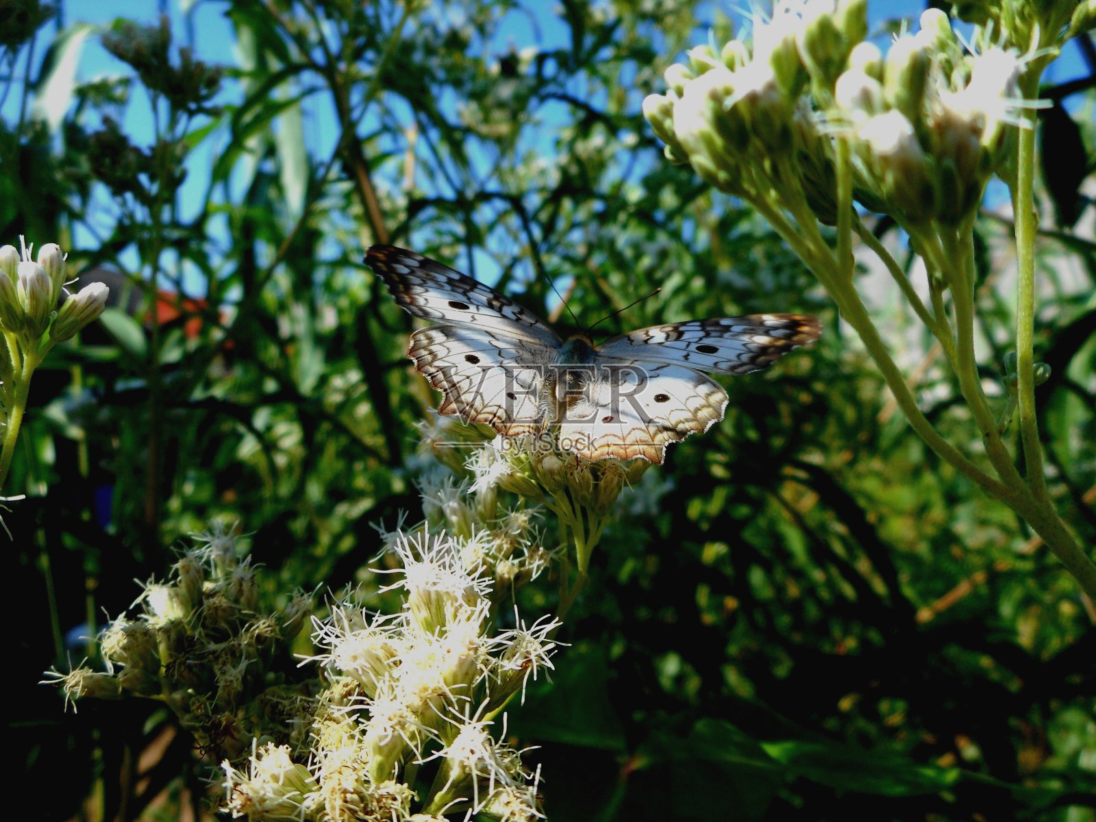 蝴蝶照片摄影图片