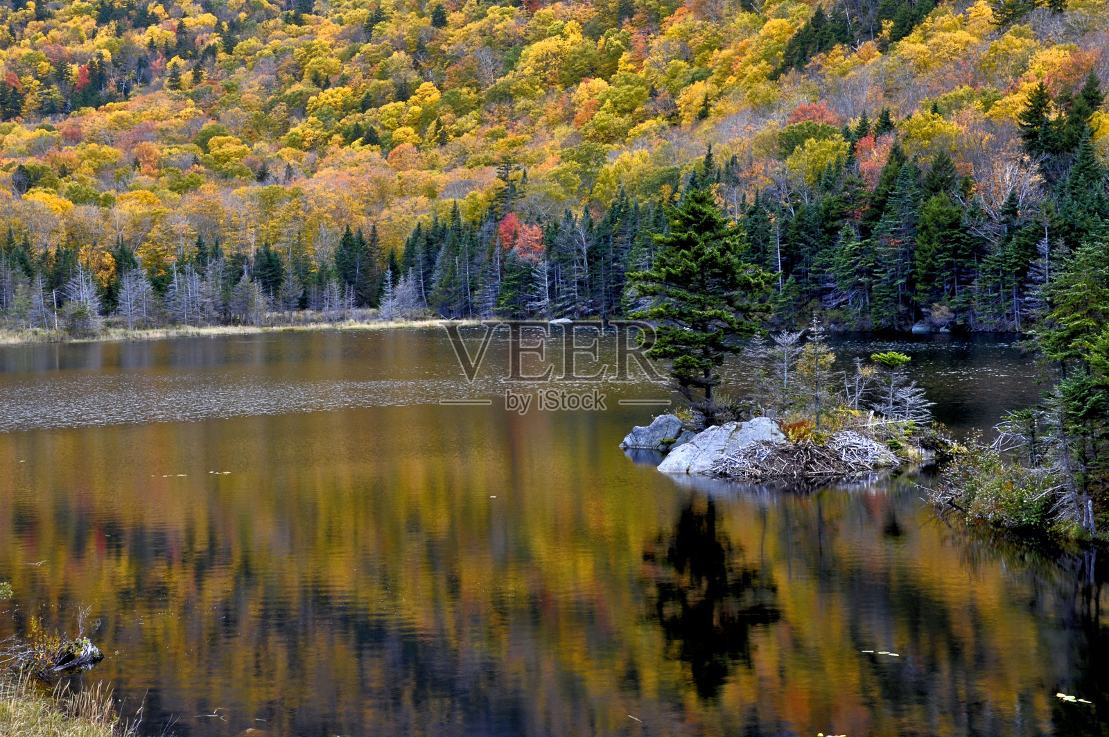 秋天的树叶倒映在海狸池塘在新罕布什尔州。照片摄影图片