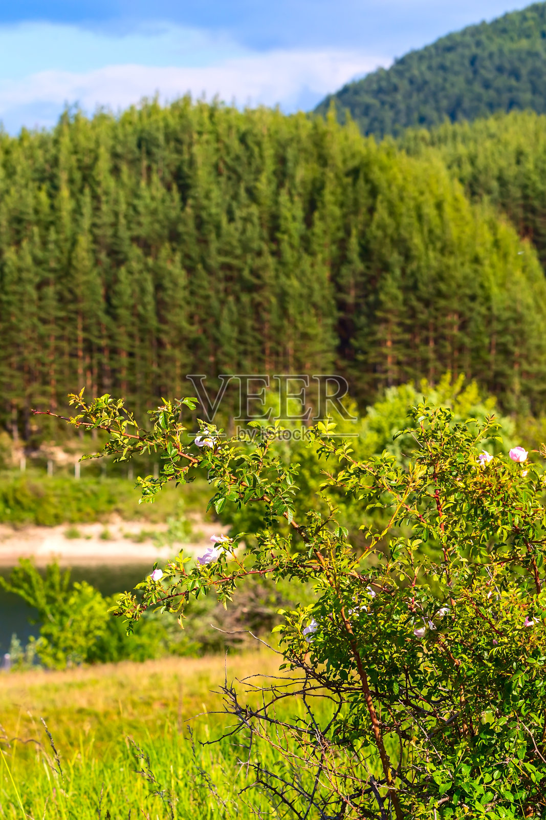保加利亚班斯科的玫瑰湖和克里涅茨湖大坝照片摄影图片