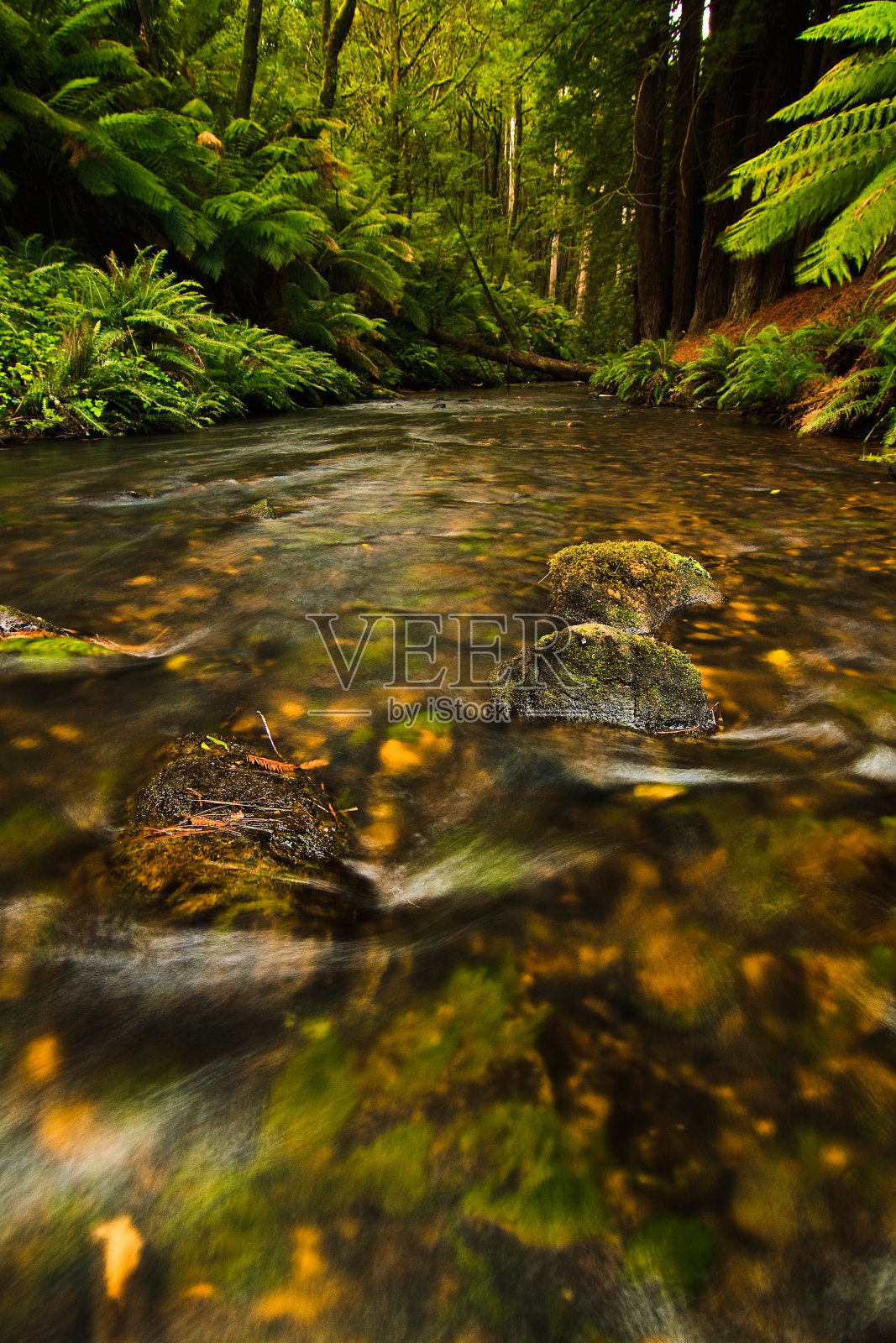 在茂密的森林中流淌的小溪照片摄影图片