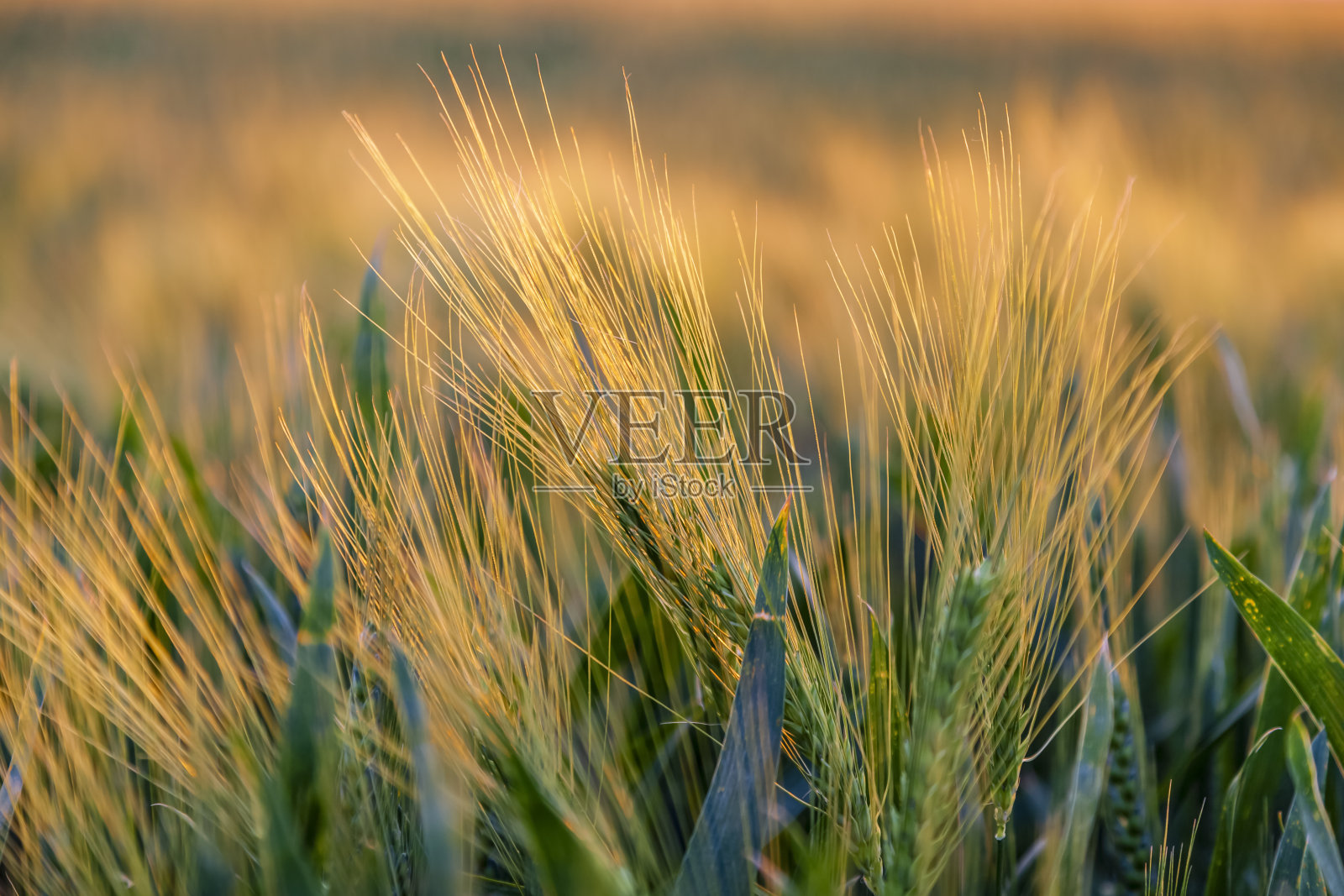 谷物领域详情照片摄影图片