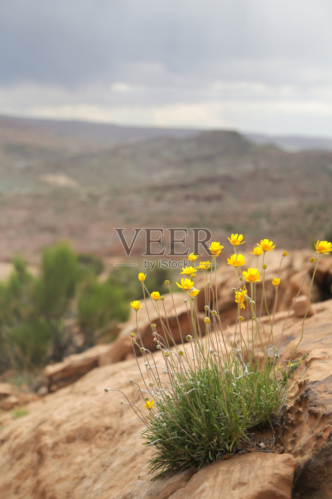 拱门国家公园的黄花照片摄影图片