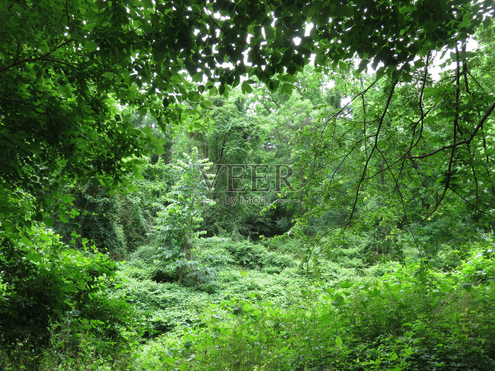 葱郁的春色景观照片摄影图片