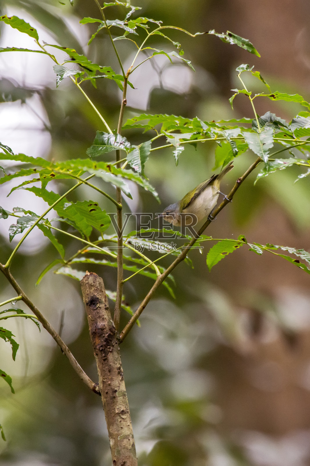 Chestnut vented Conebill女照片在Linhares, Espirito Santo。照片摄影图片