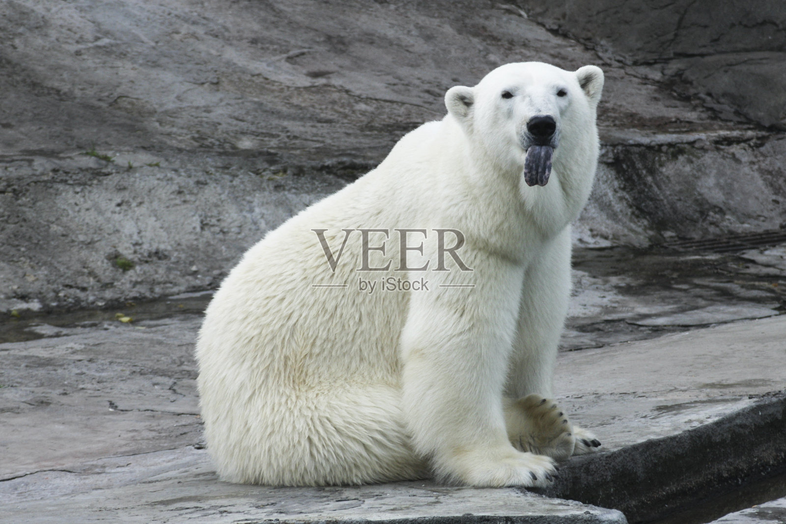 北极熊伸出舌头。动物有趣的情感照片摄影图片