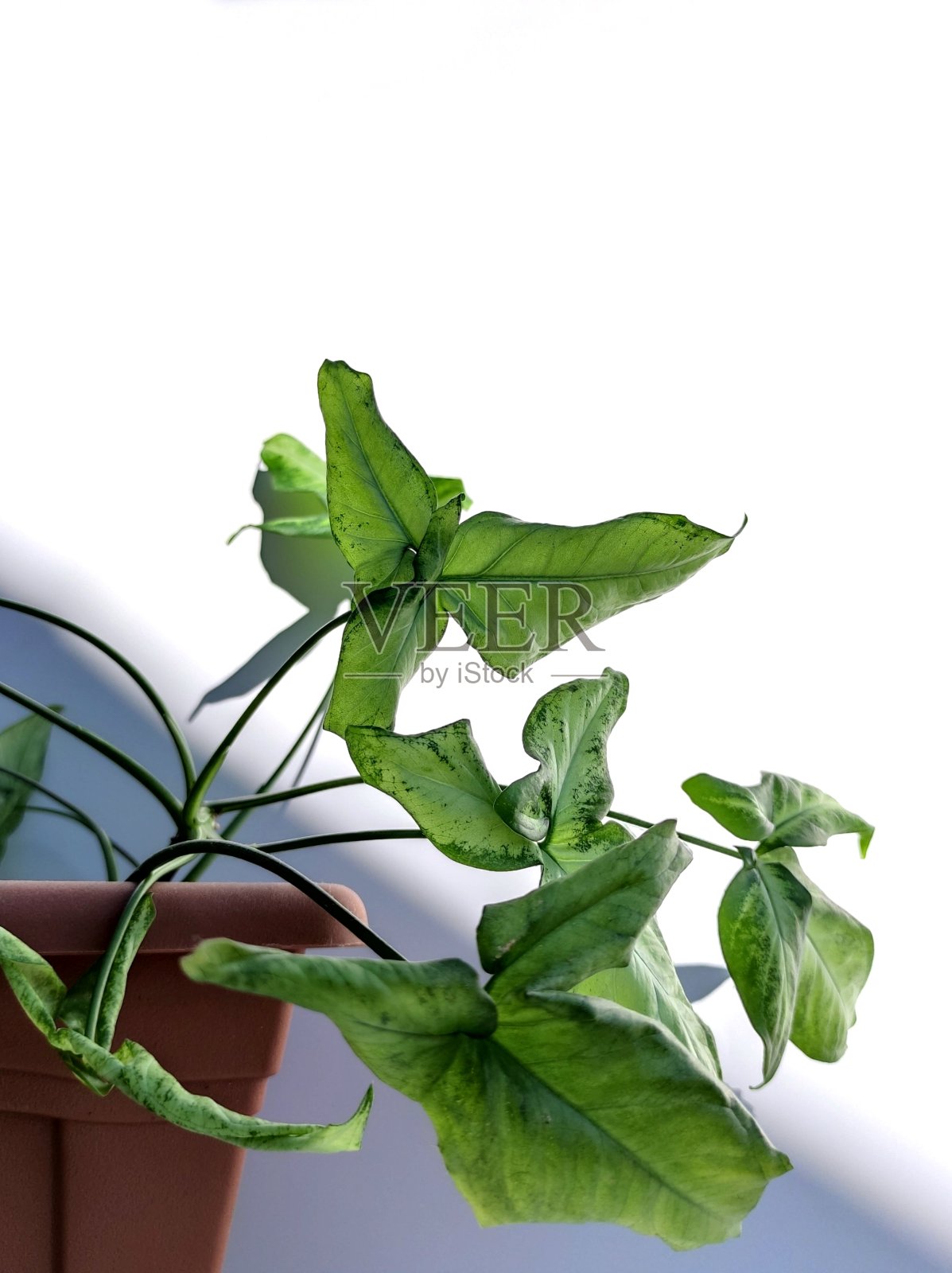 绿色的盆栽室内植物家庭装饰在白色的背景与阴影从太阳。家庭园艺的概念。绿色室内植物在一个棕色的方形花盆。现代简约创意家居装饰概念。照片摄影图片