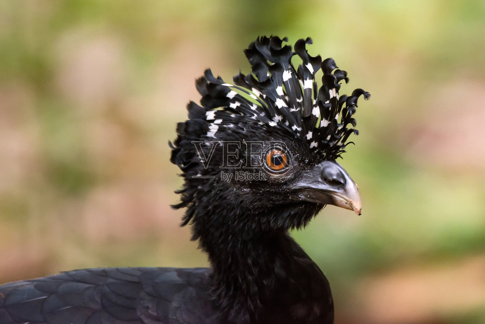 在圣埃斯皮里托的林哈拉斯拍摄的红嘴大椋鸟女性。照片摄影图片