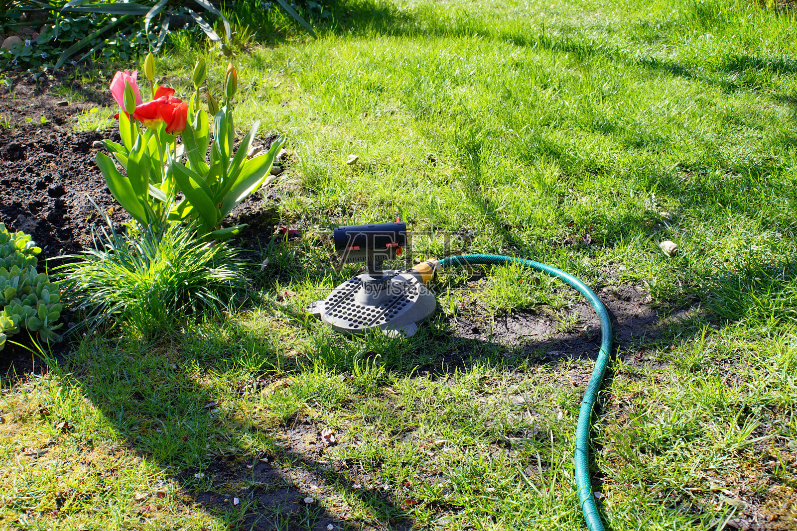 在春天的一天，浇水软管和洒水器在花园里照片摄影图片
