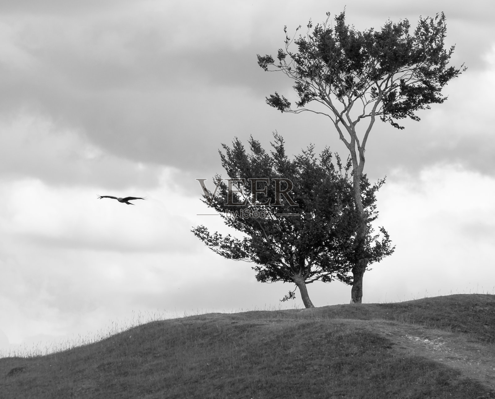 风筝猛禽飞过树林照片摄影图片