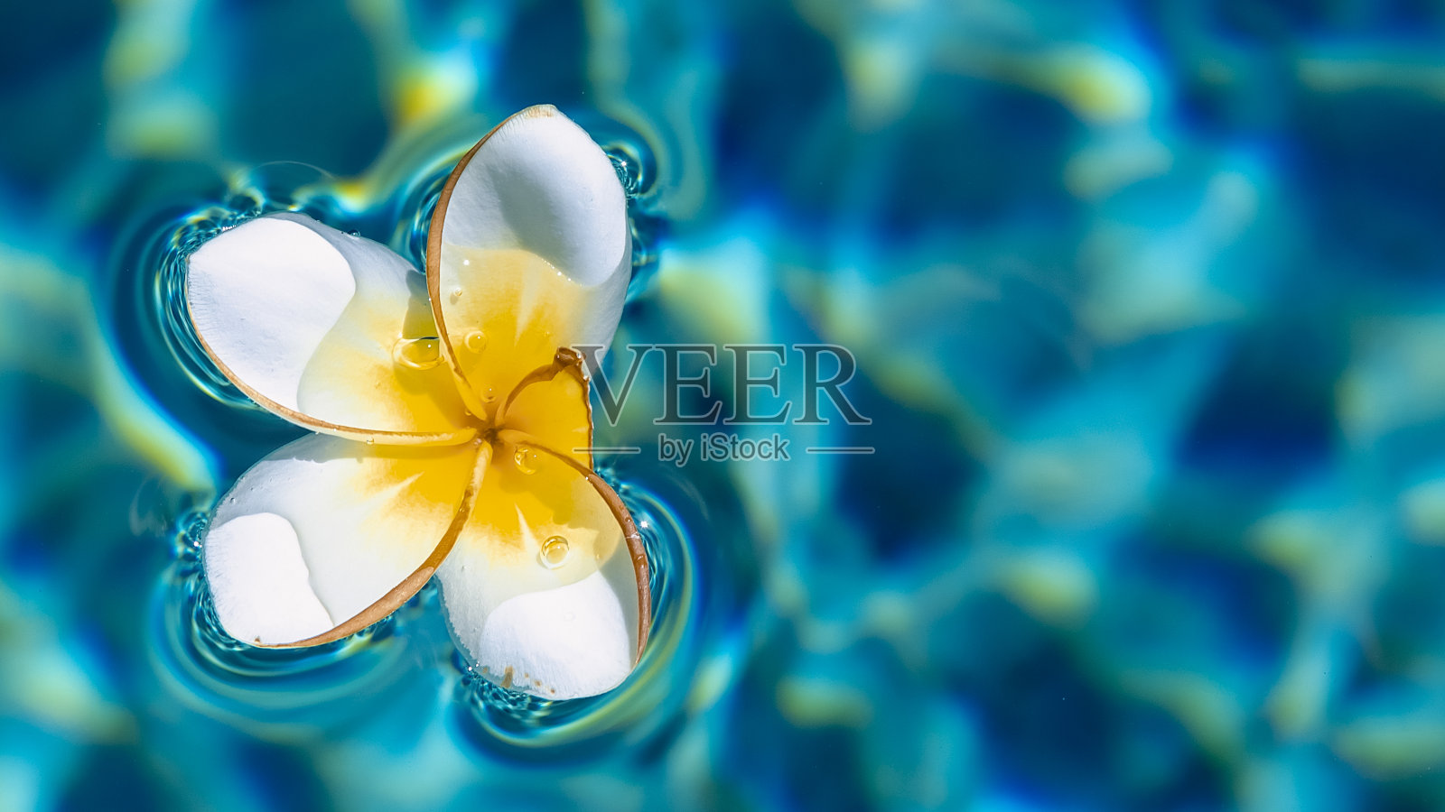 一个白色的鸡蛋花游泳在蓝色，清澈，发光的池水。铭文的地方照片摄影图片