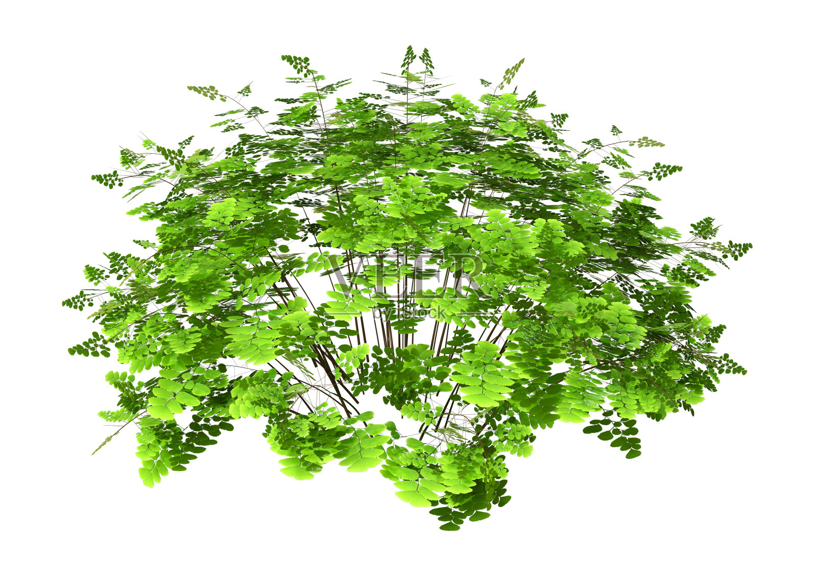 3D插图铁发植物上白色照片摄影图片