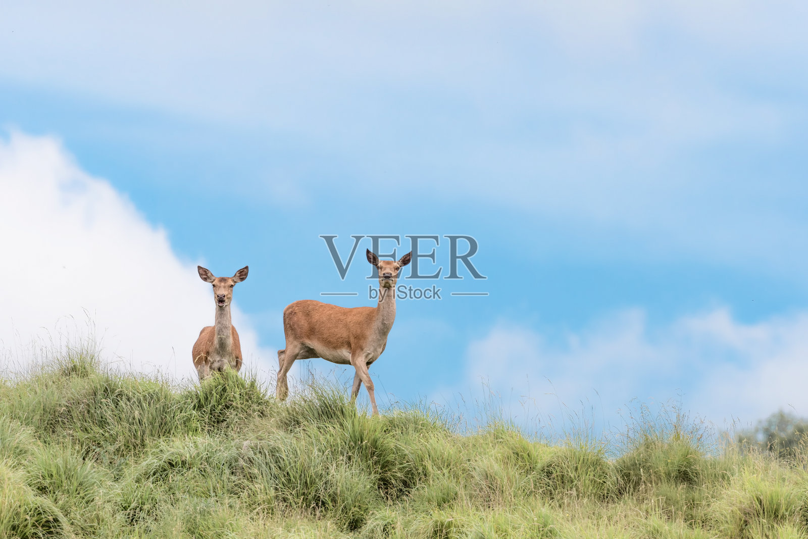 山脊上的母马鹿(Cervus elaphus)照片摄影图片