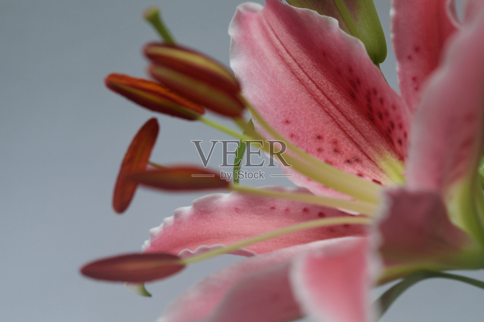 一个粉红色的东方百合在盛开的细节与叶在白色的背景照片摄影图片