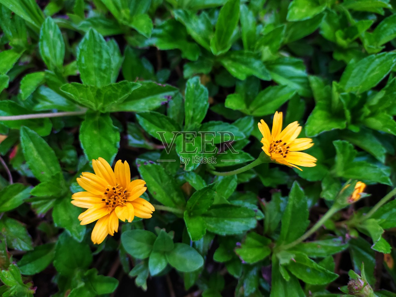 黄色的花照片摄影图片