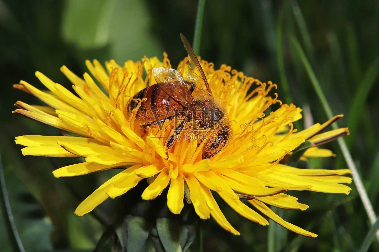 家蜂(意大利蜜蜂)。照片摄影图片